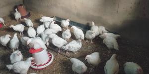 Broilers - 7 Weeks' Old - thumbnail 2