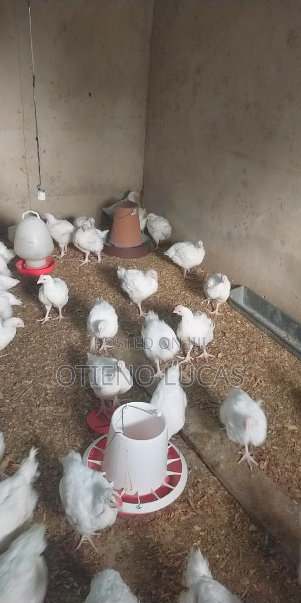 Broilers - 7 Weeks' Old - thumbnail 3