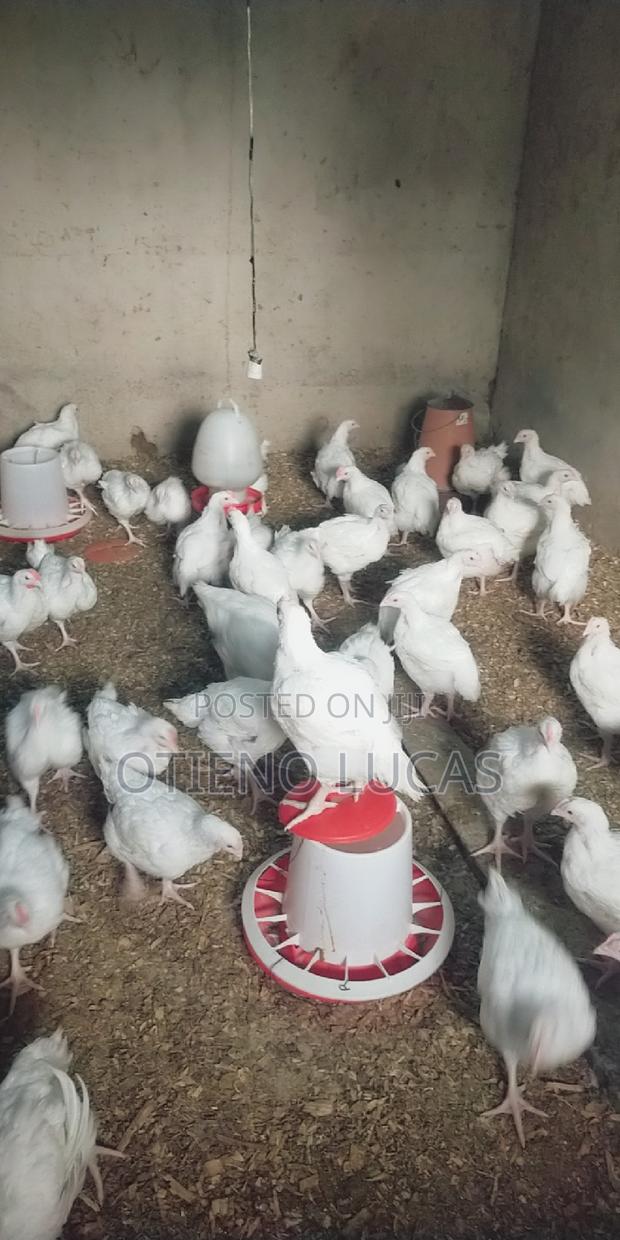 Broilers - 7 Weeks' Old - thumbnail 4