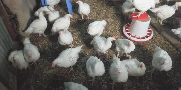 Broilers - 7 Weeks' Old - thumbnail 5