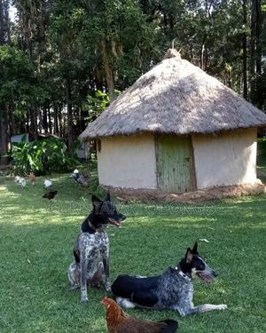 1+ year Male Mixed Breed Basenji - thumbnail 2