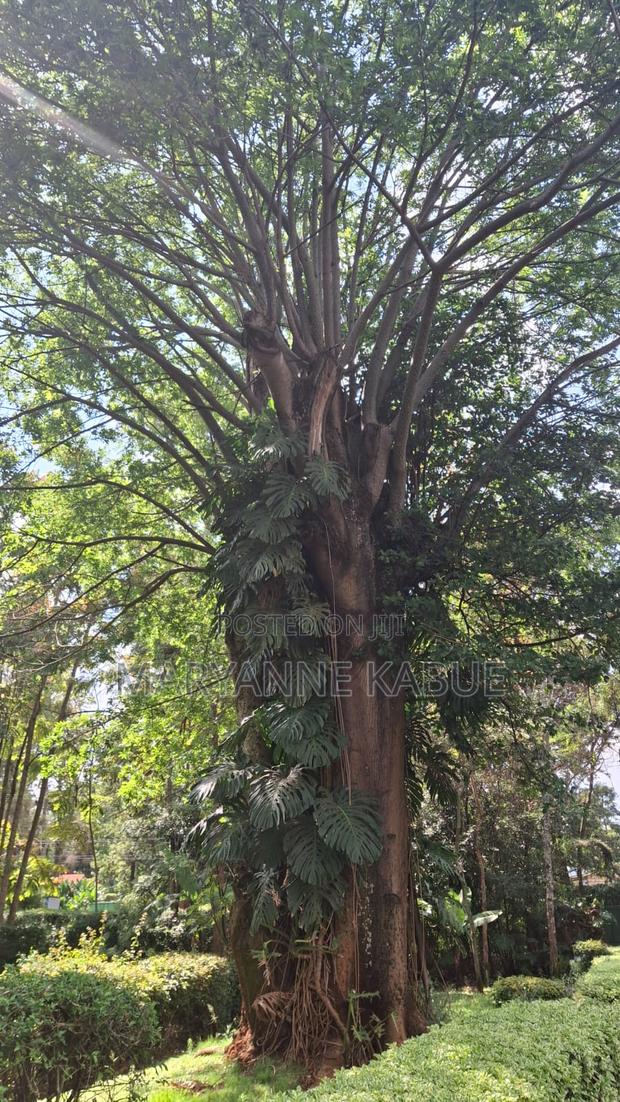 2 Acres Prime Land in Karen - thumbnail 2