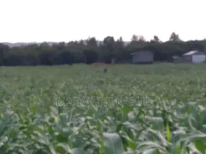 14 Acres Agriculture Land for Sale