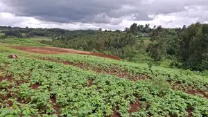1/8 Acre in Nderi Kikuyu