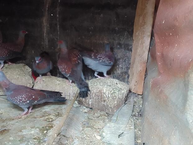 White Speckled Pigeons - thumbnail 10