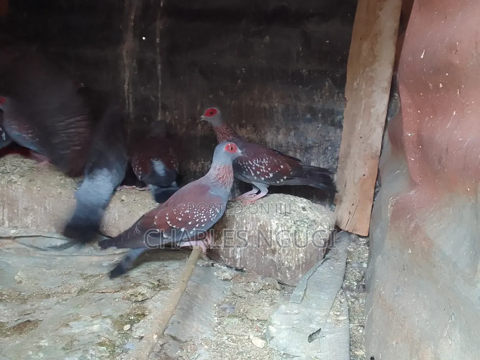 White Speckled Pigeons