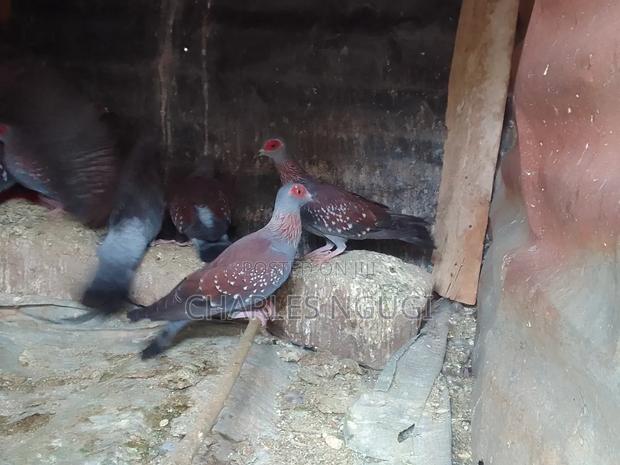 White Speckled Pigeons - thumbnail 11