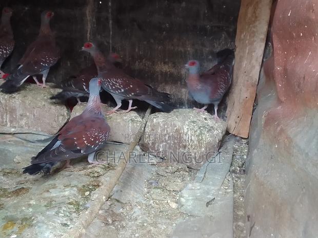 White Speckled Pigeons - thumbnail 12