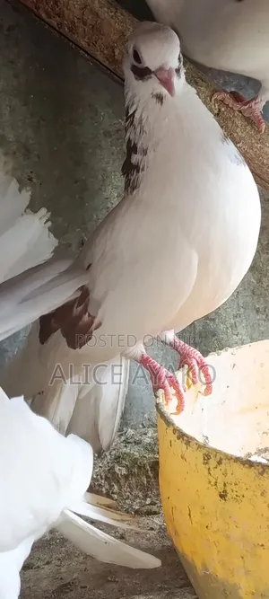 Mixed Coloured and White Pegion
