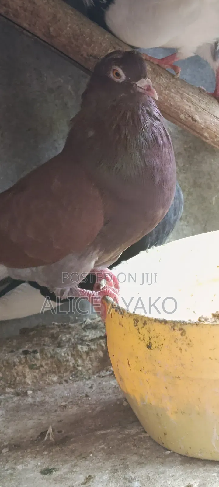Mixed Coloured and White Pegion