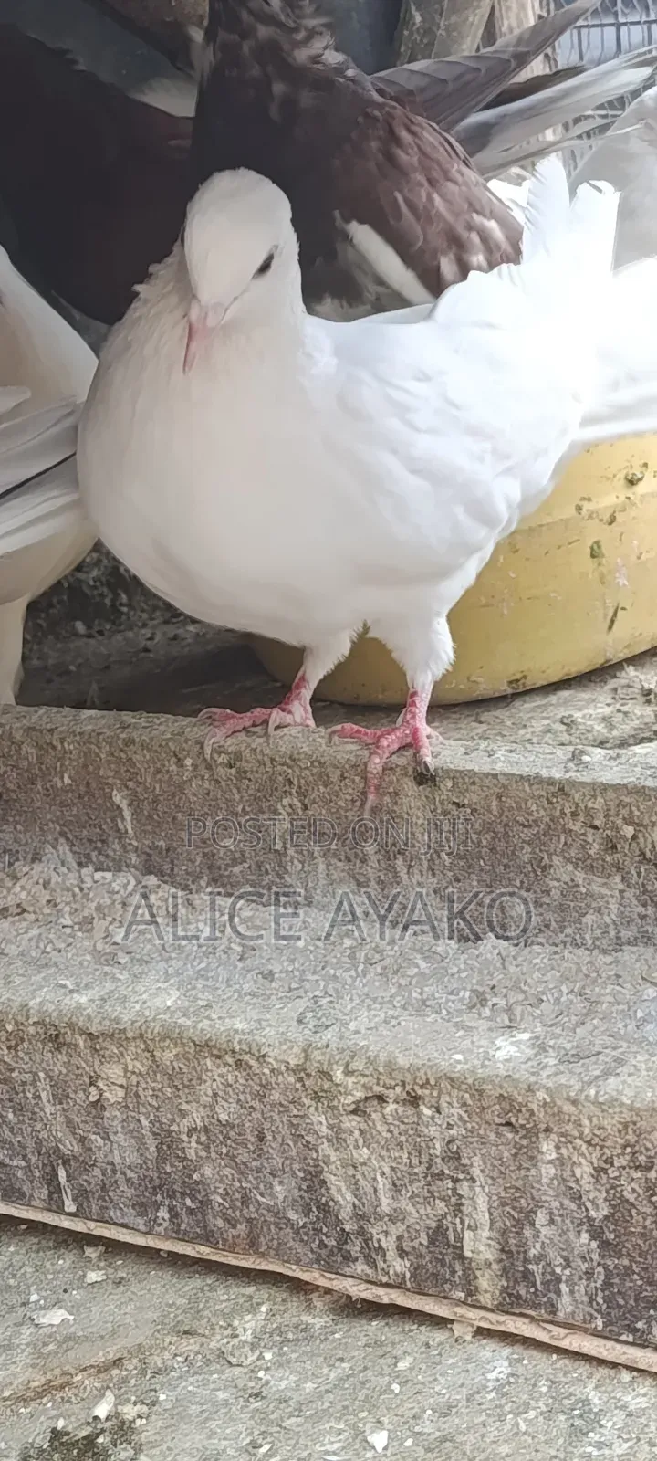 Mixed Coloured and White Pegion