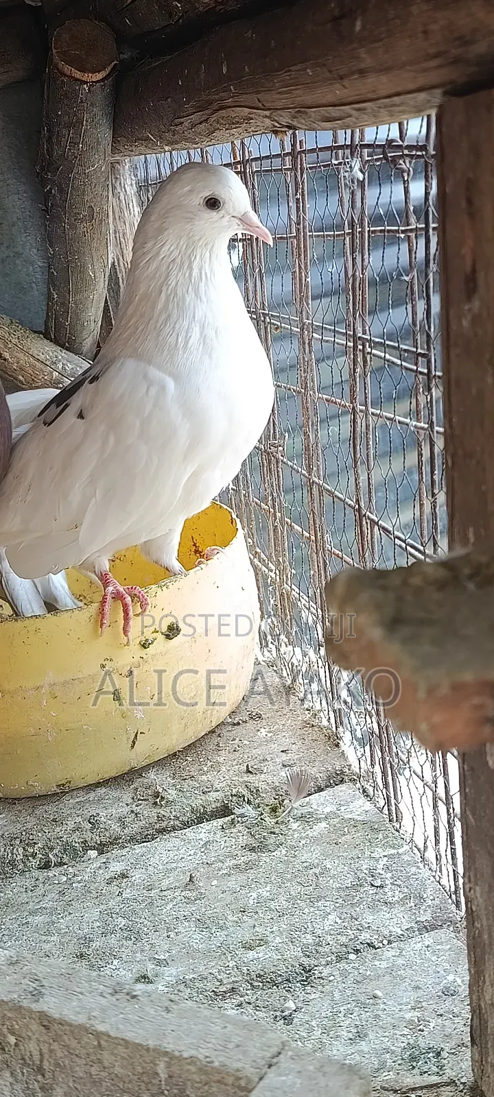 Mixed Coloured and White Pegion