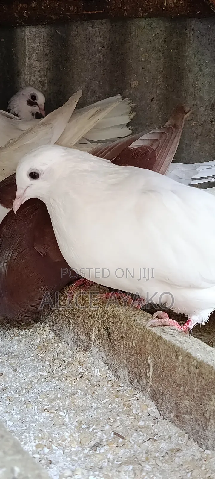 Mixed Coloured and White Pegion