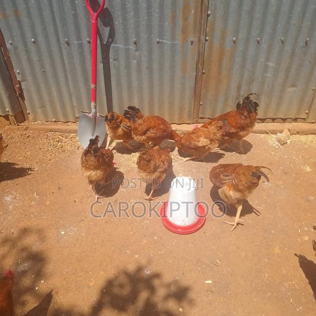 Breeding Cocks - main view