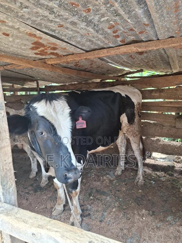 Breeding Bulls - main view