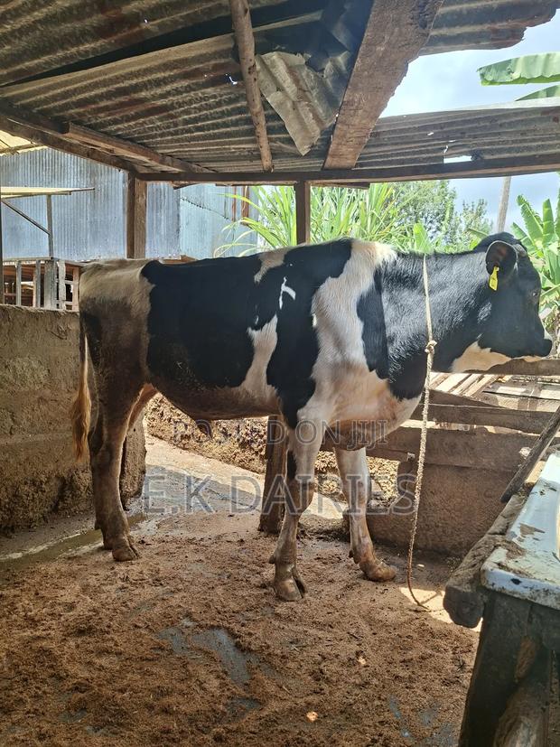 Breeding Bulls - thumbnail 3