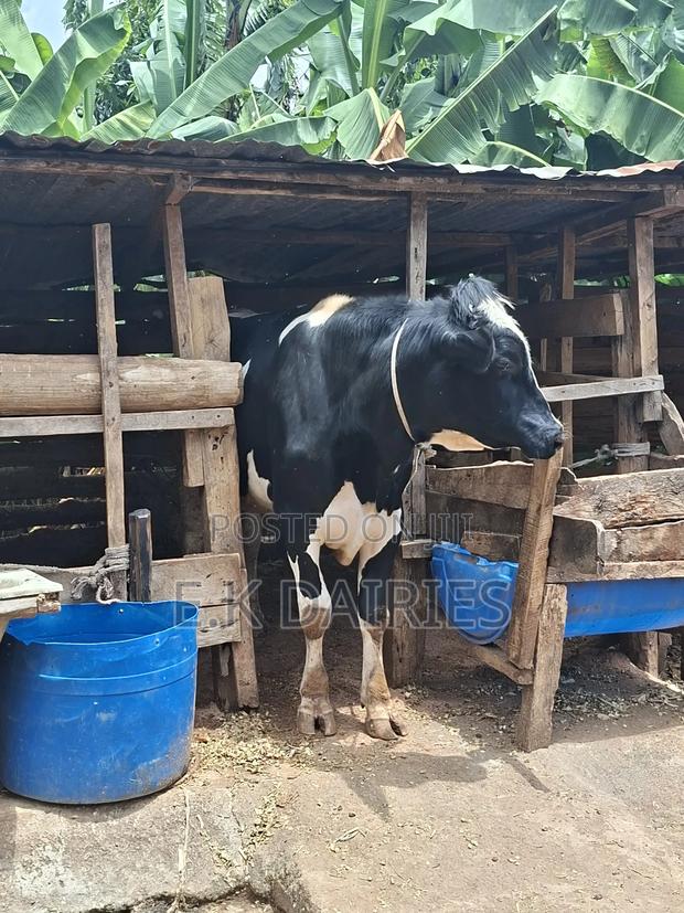 Breeding Bulls - thumbnail 4