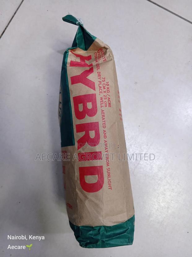 Maize Seeds Dh04 Hybrid Seeds 2kgs - thumbnail 5