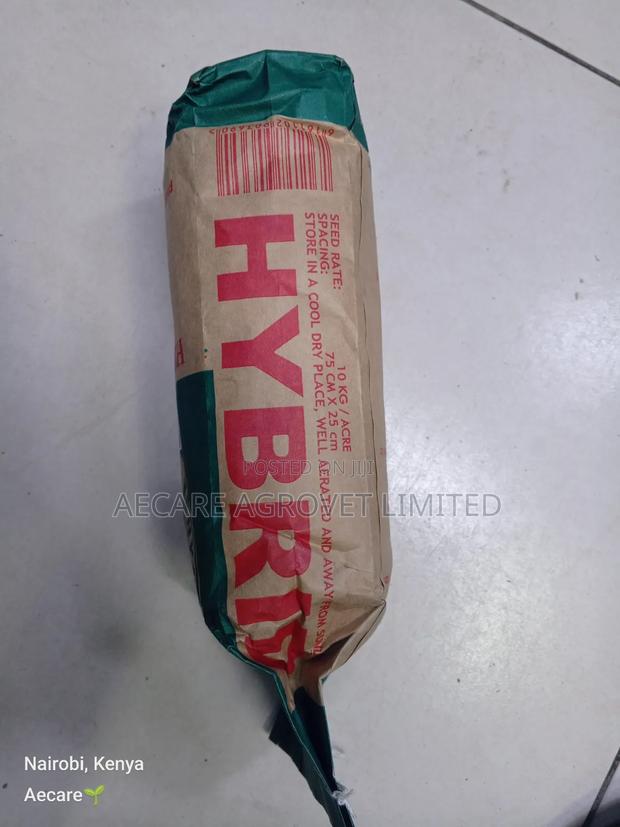 Maize Seeds Dh04 Hybrid Seeds 2kgs - thumbnail 6