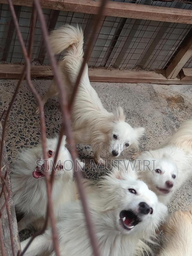 6-12 months Male Purebred Japanese Spitz - thumbnail 7