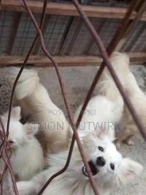6-12 months Male Purebred Japanese Spitz - thumbnail 2