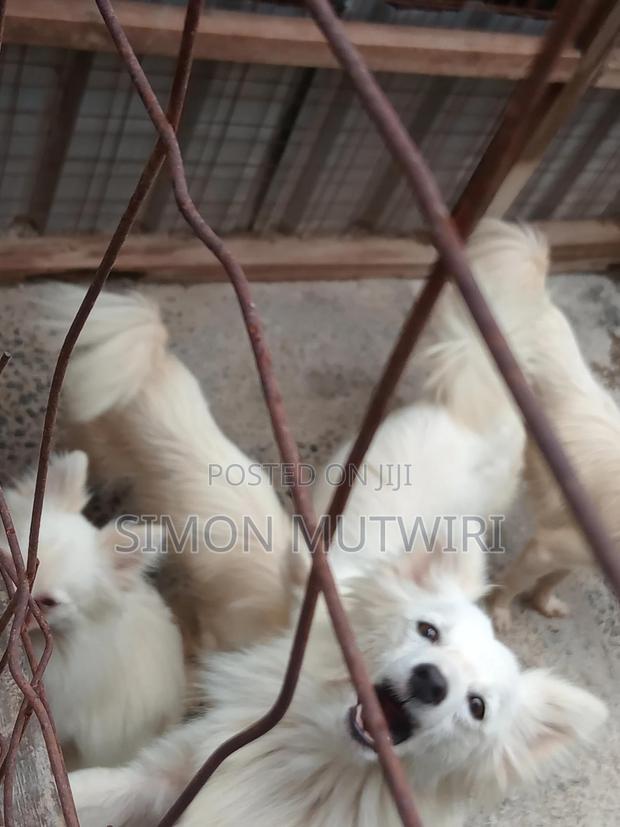 6-12 months Male Purebred Japanese Spitz - main view