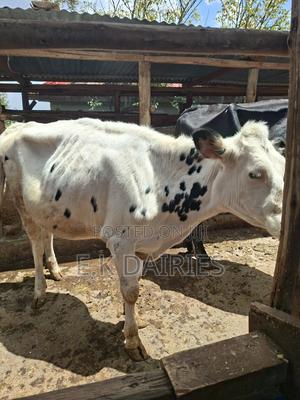 Perdigree Bulling Heifer - thumbnail 2