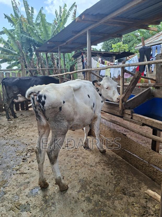 Perdigree Bulling Heifer - thumbnail 3