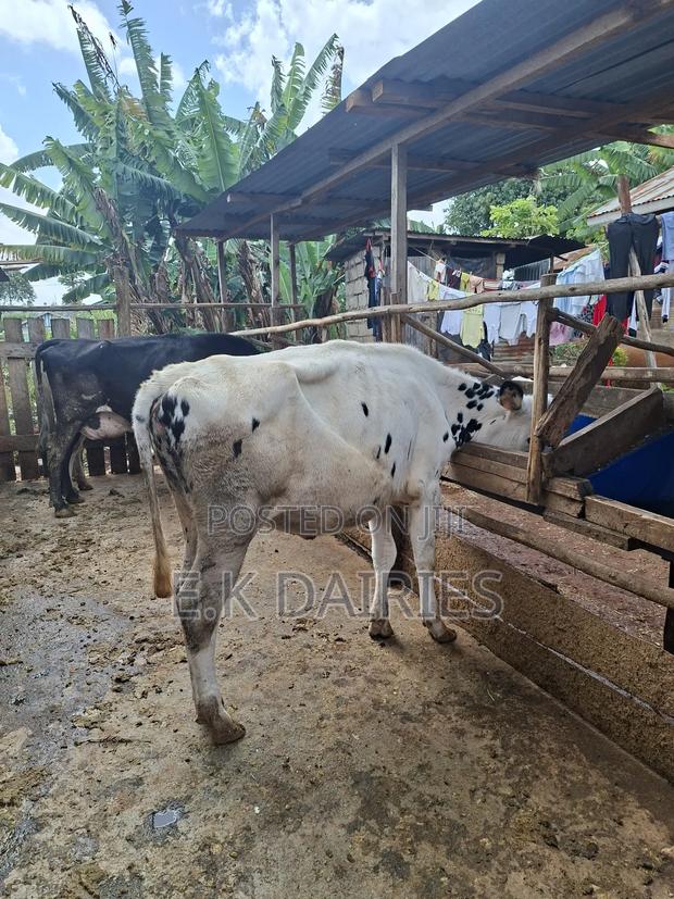 Perdigree Bulling Heifer - thumbnail 4