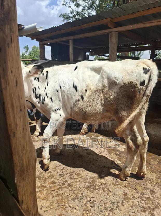 Perdigree Bulling Heifer - thumbnail 5