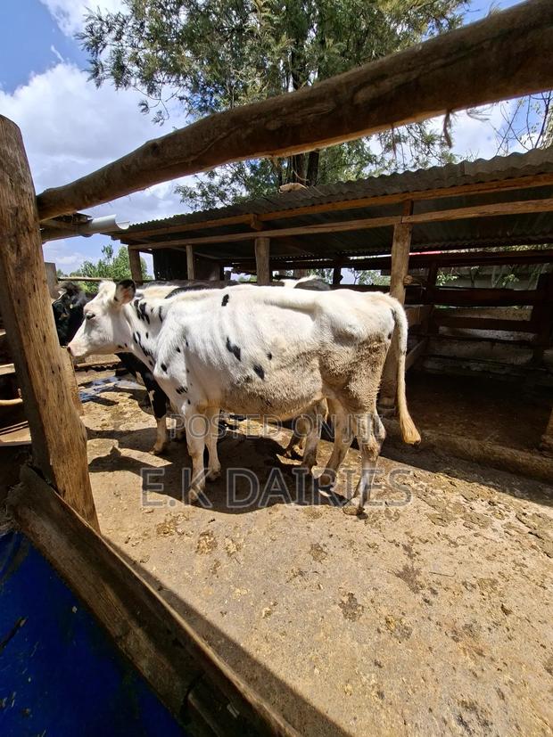 Perdigree Bulling Heifer - thumbnail 6