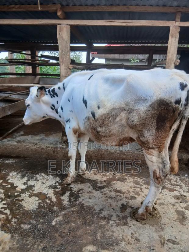 Perdigree Bulling Heifer - thumbnail 7