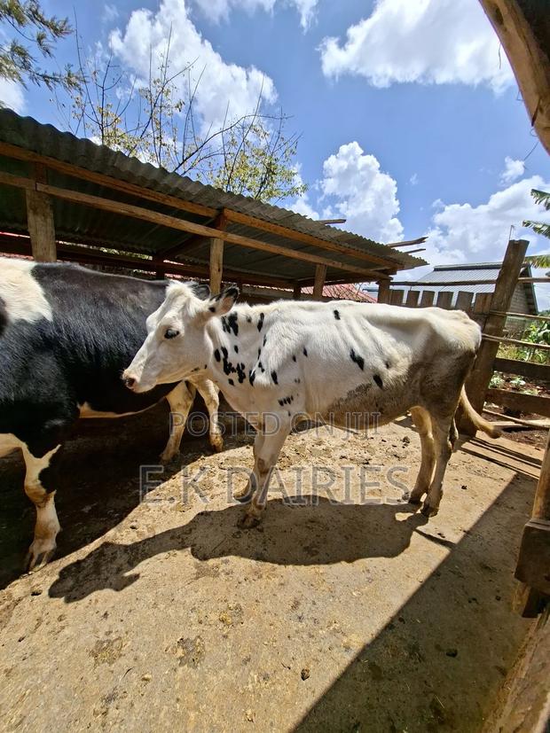 Perdigree Bulling Heifer - thumbnail 8