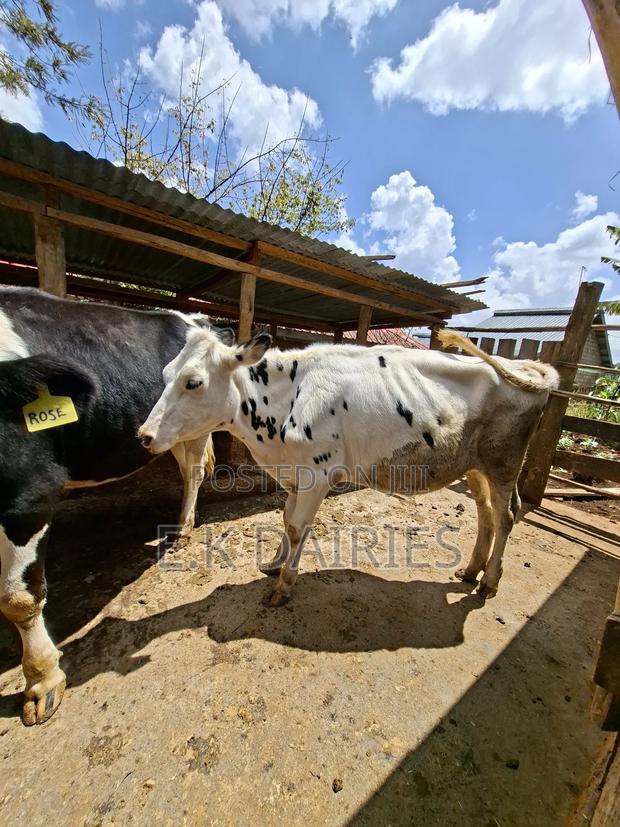 Perdigree Bulling Heifer - thumbnail 9