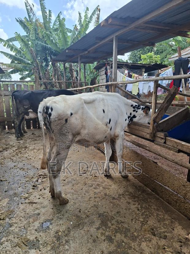 Perdigree Bulling Heifer - thumbnail 10