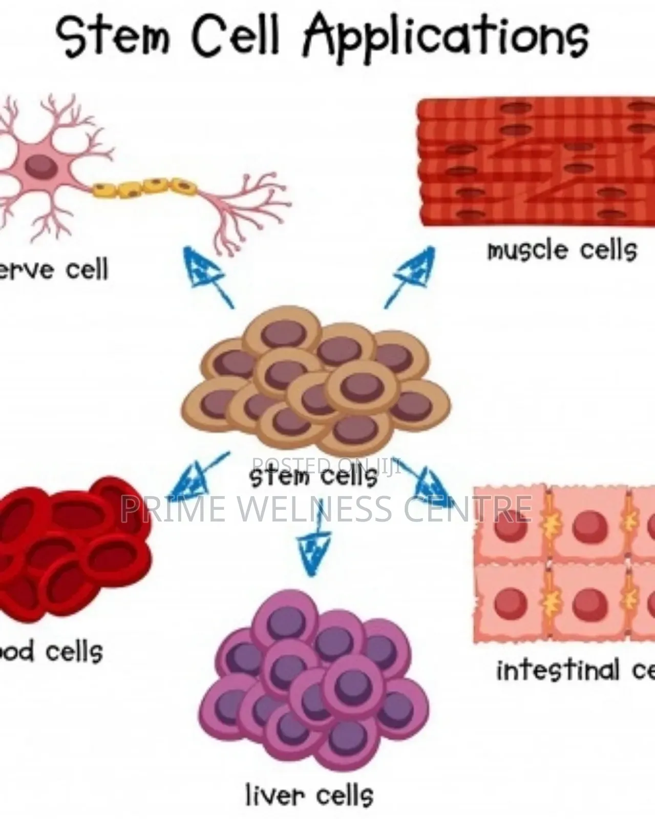 Pro Stem Cell