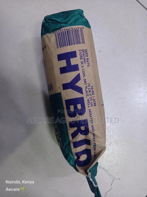 Hybrid H614d Maize Seeds 2kgs - thumbnail 5