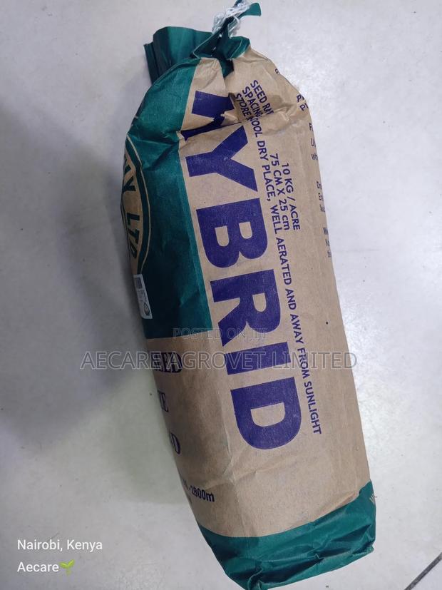 Hybrid H614d Maize Seeds 2kgs - thumbnail 6
