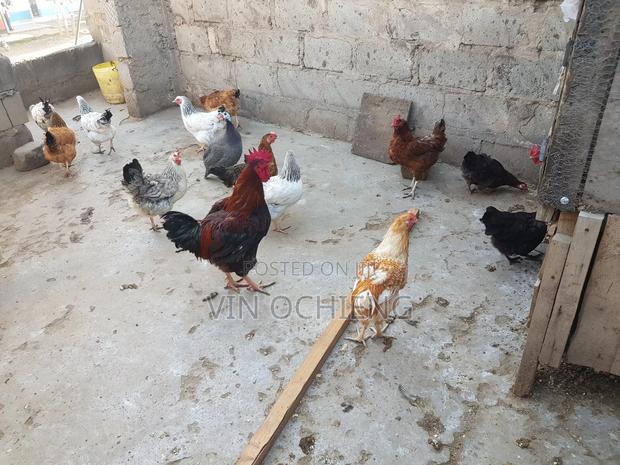 Oluku Poultry - main view