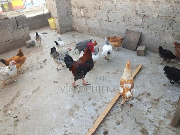 Oluku Poultry - thumbnail 2