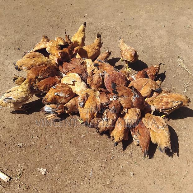 Improved Kienyeji Chicken 6months Old - main view