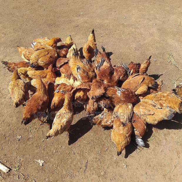 Improved Kienyeji Chicken 6months Old - thumbnail 2