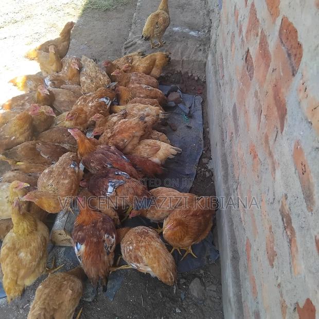 Improved Kienyeji Chicken 6months Old - thumbnail 3