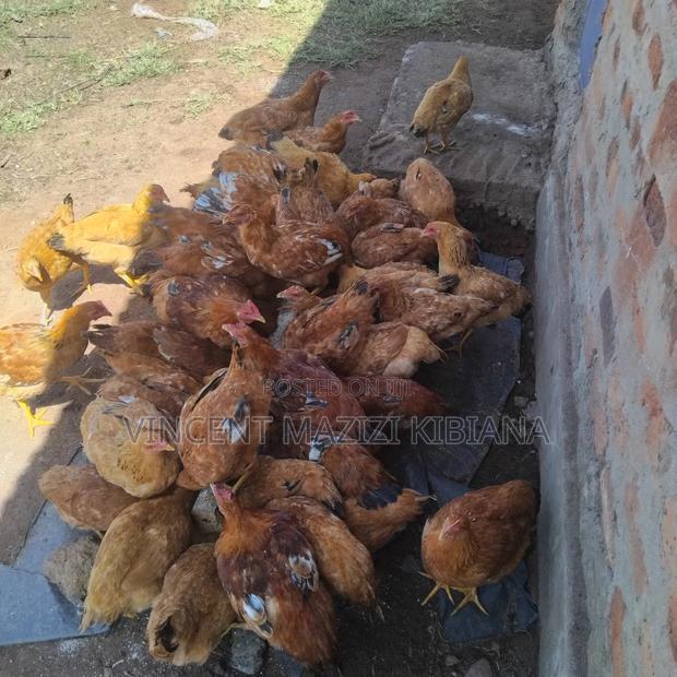Improved Kienyeji Chicken 6months Old - thumbnail 4