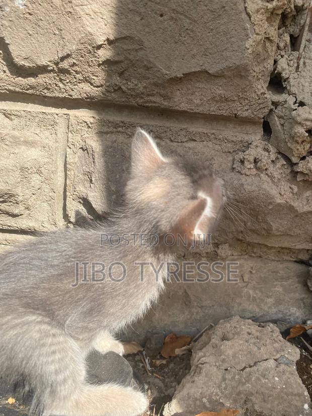 1-3 months Male Mixed Breed Tabby - main view