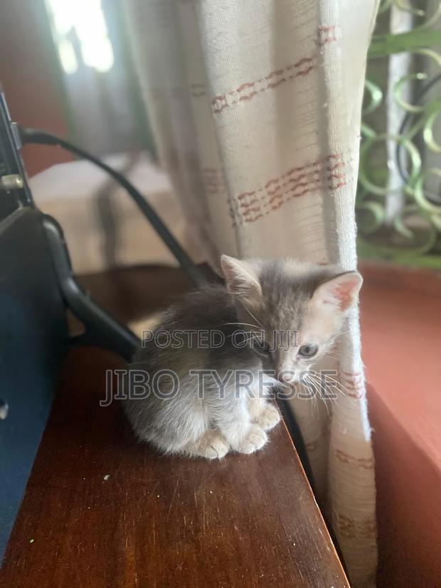 1-3 months Male Mixed Breed Tabby - thumbnail 4