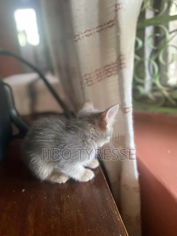 1-3 months Male Mixed Breed Tabby - thumbnail 5