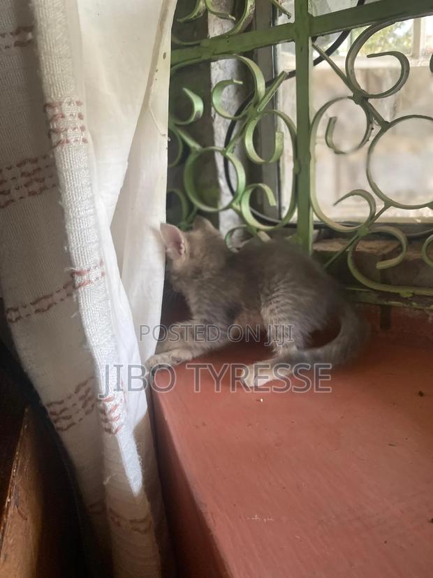 1-3 months Male Mixed Breed Tabby - thumbnail 6