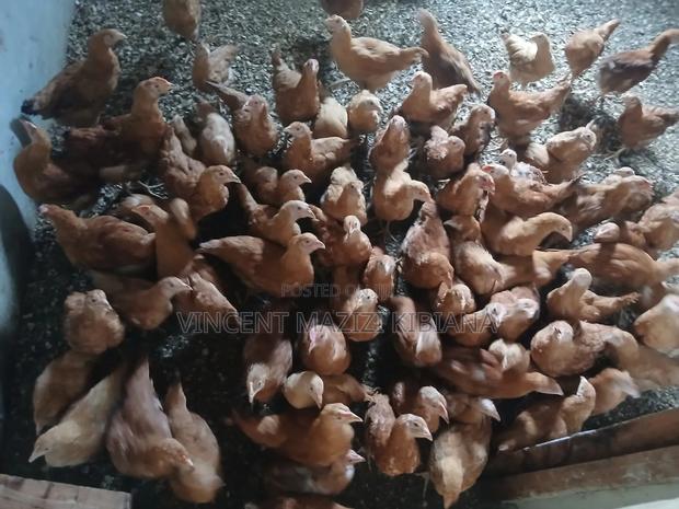 Improved Kienyeji - main view