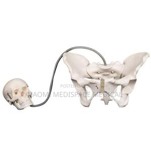 Pelvic Model With Infant Head - main view